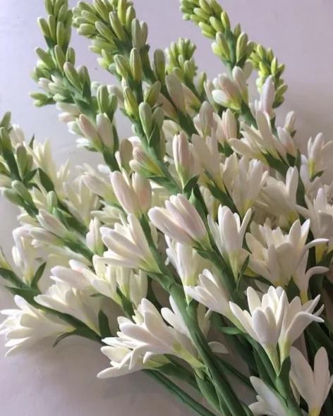 White tuberose flowers and buds on green stems